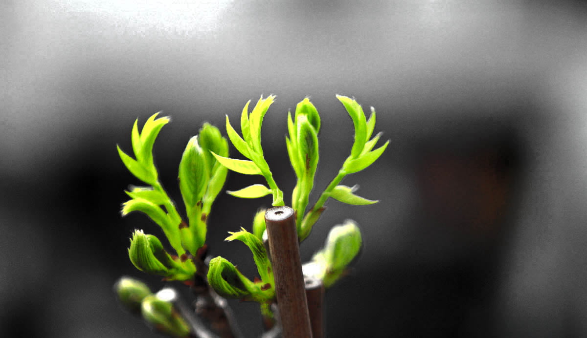 bb_glycine_on_the_balcon-2